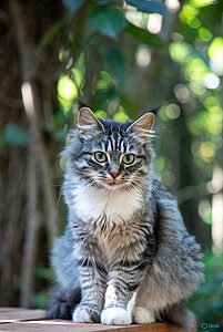 Generadores de imágenes IA - GROK